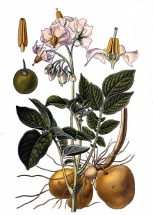 Культурні рослини родини пасльонових — урок. Біологія, 6 клас.